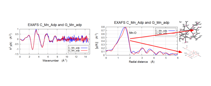 Mn K-Edge EXAFS of C-Mn-adp and G-Mn-adp. Taken till k=15 Å-1 in Transmission mode, the Fourier Transform shows the first peak ~1.6 Å (non-phase shifted) and the average Mn-O bond.
