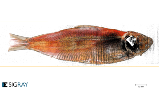 Intact 18cm unstained herring fish imaged using Sigray's ChromaXRM Fish - Herring